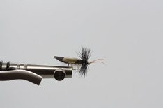 Sedge