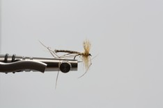 Daddy-longleg