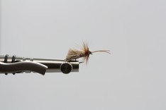 Goddard-Sedge