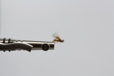 Sedge-Deerhair