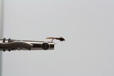 Pheasant-Tail nymphe